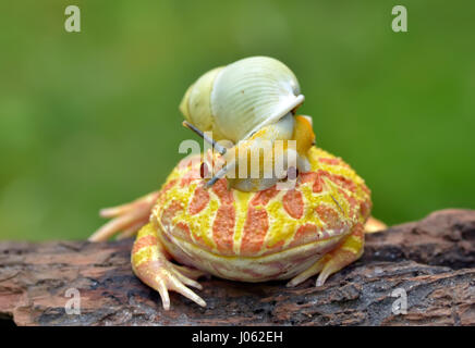 TANGERANG, Indonesien: Witzige Bilder zeigen einen bunten Pacman Frosch eine Schnecke wie einen Helm tragen, während sie auf einem Baumstamm entspannt. Baureihe ungewöhnliche Schnappschüsse von dieser Show "Schnecke-erfüllt", die unbeirrt Amphibie strike eine Pose für die Kamera, sichtlich stolz zu zeigen, seine neu gestalteten Kopfschmuck. Es ist nicht nur der Frosch, der mit seinen neu gewonnenen Freund bequem ist, wie die Schnecke zu sehen ist, selbst zu Hause, schnüffeln und Schiebe seinen Weg nach unten zu den Frosch Nase inspizieren zu machen. Lustige Bilder wurden vom Filialleiter Thomas Chandra (42) in der Nähe von Tangerang, Indonesien schnappte. Thomas Chandra / Medien Stockfoto