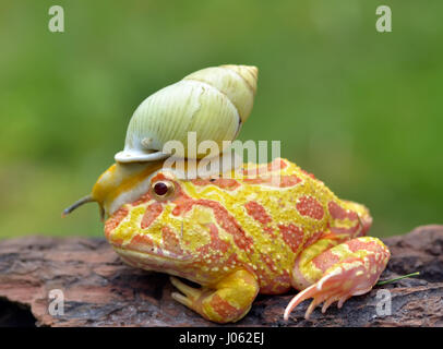 TANGERANG, Indonesien: Witzige Bilder zeigen einen bunten Pacman Frosch eine Schnecke wie einen Helm tragen, während sie auf einem Baumstamm entspannt. Baureihe ungewöhnliche Schnappschüsse von dieser Show "Schnecke-erfüllt", die unbeirrt Amphibie strike eine Pose für die Kamera, sichtlich stolz zu zeigen, seine neu gestalteten Kopfschmuck. Es ist nicht nur der Frosch, der mit seinen neu gewonnenen Freund bequem ist, wie die Schnecke zu sehen ist, selbst zu Hause, schnüffeln und Schiebe seinen Weg nach unten zu den Frosch Nase inspizieren zu machen. Lustige Bilder wurden vom Filialleiter Thomas Chandra (42) in der Nähe von Tangerang, Indonesien schnappte. Thomas Chandra / Medien Stockfoto