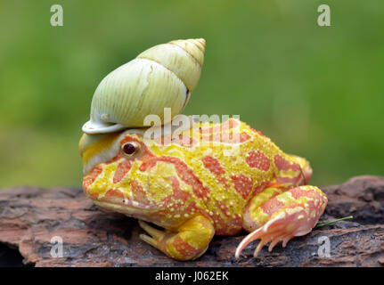 TANGERANG, Indonesien: Witzige Bilder zeigen einen bunten Pacman Frosch eine Schnecke wie einen Helm tragen, während sie auf einem Baumstamm entspannt. Baureihe ungewöhnliche Schnappschüsse von dieser Show "Schnecke-erfüllt", die unbeirrt Amphibie strike eine Pose für die Kamera, sichtlich stolz zu zeigen, seine neu gestalteten Kopfschmuck. Es ist nicht nur der Frosch, der mit seinen neu gewonnenen Freund bequem ist, wie die Schnecke zu sehen ist, selbst zu Hause, schnüffeln und Schiebe seinen Weg nach unten zu den Frosch Nase inspizieren zu machen. Lustige Bilder wurden vom Filialleiter Thomas Chandra (42) in der Nähe von Tangerang, Indonesien schnappte. Thomas Chandra / Medien Stockfoto