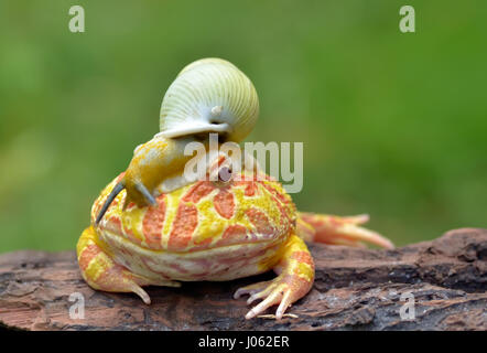 TANGERANG, Indonesien: Witzige Bilder zeigen einen bunten Pacman Frosch eine Schnecke wie einen Helm tragen, während sie auf einem Baumstamm entspannt. Baureihe ungewöhnliche Schnappschüsse von dieser Show "Schnecke-erfüllt", die unbeirrt Amphibie strike eine Pose für die Kamera, sichtlich stolz zu zeigen, seine neu gestalteten Kopfschmuck. Es ist nicht nur der Frosch, der mit seinen neu gewonnenen Freund bequem ist, wie die Schnecke zu sehen ist, selbst zu Hause, schnüffeln und Schiebe seinen Weg nach unten zu den Frosch Nase inspizieren zu machen. Lustige Bilder wurden vom Filialleiter Thomas Chandra (42) in der Nähe von Tangerang, Indonesien schnappte. Thomas Chandra / Medien Stockfoto