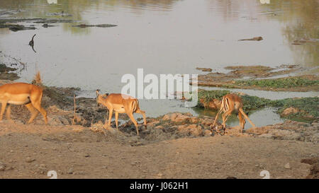 SOUTH LUANGWA, Sambia: Beobachten dieses unglaublich enge Anruf wie ein Glück Impala nur knapp vermieden wird von einem hungrigen Krokodil schnappte. Atemberaubende Aufnahmen hat der Moment eingefangen, die, den das 330 Pfund Krokodil nach vorne sprang um zu versuchen, sich eine leckere Mahlzeit zu greifen. Zum Glück für die Impala das Krokodil Timing war leicht ab und der Blitz schnellen Pflanzenfresser könnten Weg. Die spektakulären Clip wurde in South Luangwa Nationalpark in Sambia South Luangwa Safari Guide und Wildlife-Fotografen Peter Geraerdts (47), ursprünglich aus den Haag in den Niederlanden gedreht. Stockfoto