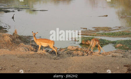 SOUTH LUANGWA, Sambia: Beobachten dieses unglaublich enge Anruf wie ein Glück Impala nur knapp vermieden wird von einem hungrigen Krokodil schnappte. Atemberaubende Aufnahmen hat der Moment eingefangen, die, den das 330 Pfund Krokodil nach vorne sprang um zu versuchen, sich eine leckere Mahlzeit zu greifen. Zum Glück für die Impala das Krokodil Timing war leicht ab und der Blitz schnellen Pflanzenfresser könnten Weg. Die spektakulären Clip wurde in South Luangwa Nationalpark in Sambia South Luangwa Safari Guide und Wildlife-Fotografen Peter Geraerdts (47), ursprünglich aus den Haag in den Niederlanden gedreht. Stockfoto