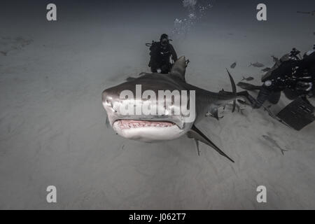 TIGER BEACH, GRAND BAHAMA: Unglaubliche Unterwasser-Bilder zeigen dem Moment kam eine Gruppe von Tauchern auf dem Meeresgrund von Angesicht zu Angesicht mit einem 13-Fuß-langen Tigerhai. Die spektakulären Sequenz zeigt die Taucher, die zuzugehen und sogar streicheln die 1.000 Pfund Raubtiere wie der neugierige Tiere glücklich für die Kamera zu posieren. Andere Bilder zeigen die Haie erscheinen, mit den Tauchern zu schwimmen, wie sie auf der Oberfläche des Wassers zu bewegen. Die atemberaubende fotografiert wurde am Tiger Beach, Grand Bahama von Fotografen, Steve Hinczynski (49) aus Venedig, Florida, USA. Steve verwendet, um seine Bilder zu nehmen eine Canon 7D Mark II Stockfoto