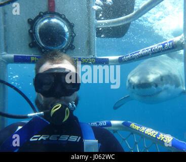 Sehen Sie sich diese toothy grinst wie Thrill-suchende Touristen einige Selfies mit großen weißen Haie greifen. Die atemberaubende Video und noch Bilder zeigen Urlauber einen Moment, den sie nie vergessen, wie 15-Fuß-langen 1.000 Pfund großen weißen-up hinter ihnen Swim und Käse für die Kamera sagen einzufangen. Die unglaubliche Videomaterial zeigt zeigen nur enge diese tödliche Raubtiere kommen die Touristen und ein Hai schwimmt Recht bis zu den Käfig für den Blick nach innen. Die Bilder und Videos wurden von Mitarbeitern und Touristen am Calypso Star Charters, die Advanced Eco zertifiziert Shark Cage Diving und Schwimmen wi Stockfoto