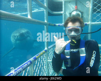 Sehen Sie sich diese toothy grinst wie Thrill-suchende Touristen einige Selfies mit großen weißen Haie greifen. Die atemberaubende Video und noch Bilder zeigen Urlauber einen Moment, den sie nie vergessen, wie 15-Fuß-langen 1.000 Pfund großen weißen-up hinter ihnen Swim und Käse für die Kamera sagen einzufangen. Die unglaubliche Videomaterial zeigt zeigen nur enge diese tödliche Raubtiere kommen die Touristen und ein Hai schwimmt Recht bis zu den Käfig für den Blick nach innen. Die Bilder und Videos wurden von Mitarbeitern und Touristen am Calypso Star Charters, die Advanced Eco zertifiziert Shark Cage Diving und Schwimmen wi Stockfoto