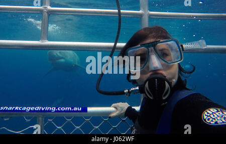 Sehen Sie sich diese toothy grinst wie Thrill-suchende Touristen einige Selfies mit großen weißen Haie greifen. Die atemberaubende Video und noch Bilder zeigen Urlauber einen Moment, den sie nie vergessen, wie 15-Fuß-langen 1.000 Pfund großen weißen-up hinter ihnen Swim und Käse für die Kamera sagen einzufangen. Die unglaubliche Videomaterial zeigt zeigen nur enge diese tödliche Raubtiere kommen die Touristen und ein Hai schwimmt Recht bis zu den Käfig für den Blick nach innen. Die Bilder und Videos wurden von Mitarbeitern und Touristen am Calypso Star Charters, die Advanced Eco zertifiziert Shark Cage Diving und Schwimmen wi Stockfoto