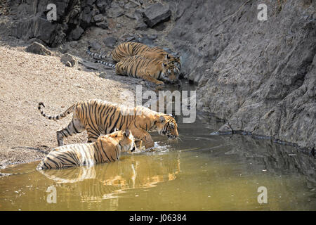 Eine Familie von vier bengalischen Tigern, abkühlen und trinken aus einem Wasserloch im Ranthambore Tiger reserve, Indien, während der heißen und trockenen Sommern. Stockfoto