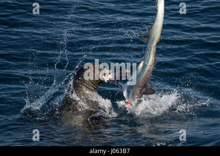 NEWPORT BEACH, Kalifornien, USA: Atemberaubende Bilder zeigen den Moment ein hungriger Löwe Meer mit seinem 8-Fuß-langen Thresher Shark Dinner gerungen, durch das Werfen sie herum in der Luft nach seinen Fang zu machen. Die spektakulären Aufnahmen zeigen, die die 660 Pfund Sea Lion der Hai Kopf abreißen wie geht es zum Plantschen im Wasser warf des Hais von Seite weiter zu Seite. In einem Bild verliert die Seelöwen fast seine Beute wie der kopflose Hai in der Ferne verschwindet gesehen ist, während eine andere die Ruhe nach dem Sturm zeigt, wie die Sea Lion friedlich in der Hai sich beißt. Die atemberaubende Fotografien waren Stockfoto