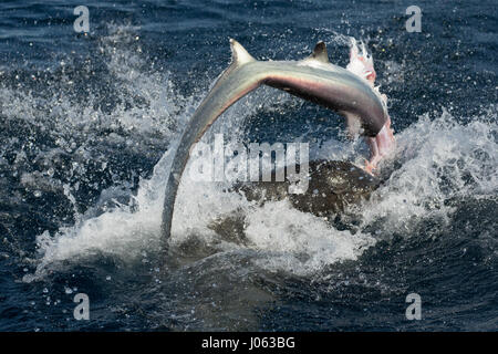 NEWPORT BEACH, Kalifornien, USA: Atemberaubende Bilder zeigen den Moment ein hungriger Löwe Meer mit seinem 8-Fuß-langen Thresher Shark Dinner gerungen, durch das Werfen sie herum in der Luft nach seinen Fang zu machen. Die spektakulären Aufnahmen zeigen, die die 660 Pfund Sea Lion der Hai Kopf abreißen wie geht es zum Plantschen im Wasser warf des Hais von Seite weiter zu Seite. In einem Bild verliert die Seelöwen fast seine Beute wie der kopflose Hai in der Ferne verschwindet gesehen ist, während eine andere die Ruhe nach dem Sturm zeigt, wie die Sea Lion friedlich in der Hai sich beißt. Die atemberaubende Fotografien waren Stockfoto