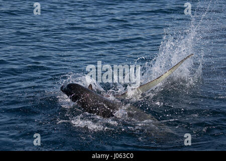 NEWPORT BEACH, Kalifornien, USA: Atemberaubende Bilder zeigen den Moment ein hungriger Löwe Meer mit seinem 8-Fuß-langen Thresher Shark Dinner gerungen, durch das Werfen sie herum in der Luft nach seinen Fang zu machen. Die spektakulären Aufnahmen zeigen, die die 660 Pfund Sea Lion der Hai Kopf abreißen wie geht es zum Plantschen im Wasser warf des Hais von Seite weiter zu Seite. In einem Bild verliert die Seelöwen fast seine Beute wie der kopflose Hai in der Ferne verschwindet gesehen ist, während eine andere die Ruhe nach dem Sturm zeigt, wie die Sea Lion friedlich in der Hai sich beißt. Die atemberaubende Fotografien waren Stockfoto