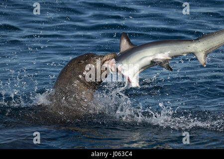 NEWPORT BEACH, Kalifornien, USA: Atemberaubende Bilder zeigen den Moment ein hungriger Löwe Meer mit seinem 8-Fuß-langen Thresher Shark Dinner gerungen, durch das Werfen sie herum in der Luft nach seinen Fang zu machen. Die spektakulären Aufnahmen zeigen, die die 660 Pfund Sea Lion der Hai Kopf abreißen wie geht es zum Plantschen im Wasser warf des Hais von Seite weiter zu Seite. In einem Bild verliert die Seelöwen fast seine Beute wie der kopflose Hai in der Ferne verschwindet gesehen ist, während eine andere die Ruhe nach dem Sturm zeigt, wie die Sea Lion friedlich in der Hai sich beißt. Die atemberaubende Fotografien waren Stockfoto