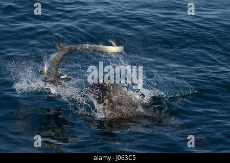 NEWPORT BEACH, Kalifornien, USA: Atemberaubende Bilder zeigen den Moment ein hungriger Löwe Meer mit seinem 8-Fuß-langen Thresher Shark Dinner gerungen, durch das Werfen sie herum in der Luft nach seinen Fang zu machen. Die spektakulären Aufnahmen zeigen, die die 660 Pfund Sea Lion der Hai Kopf abreißen wie geht es zum Plantschen im Wasser warf des Hais von Seite weiter zu Seite. In einem Bild verliert die Seelöwen fast seine Beute wie der kopflose Hai in der Ferne verschwindet gesehen ist, während eine andere die Ruhe nach dem Sturm zeigt, wie die Sea Lion friedlich in der Hai sich beißt. Die atemberaubende Fotografien waren Stockfoto