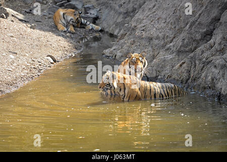 Zwei sub-adult Tigerbabys, spielen in einem Wasserloch während der heißen und trockenen Sommern in Ranthambhore Tiger reserve, Indien Stockfoto