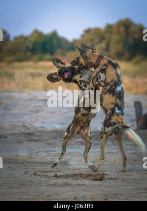 SOUTH LUANGWA, Sambia: Die unglaubliche Moment eine Packung von afrikanischen Wildhunden wandte sich an eine tödliche Hyäne angreifen, als sie versuchten, ihr Abendessen zu wildern hat eine spektakuläre Serie von Aufnahmen eingefangen. Atemberaubende Bilder und Videomaterial zeigt die 120 Pfund Hyäne verzweifelt entblößt seine Zähne, wie die Gruppe der Kampfhunde durch einen Baum umgeben. Andere Bilder zeigen die zwei Hyänen, während sie versuchen, die bösartigen Angriff abzuwehren. Eine weitere Aufnahme zeigt den Moment, eine Hyäne verwaltet, mit den Hunden heiß auf den Fersen zu entkommen. Die erstaunliche Bilder wurden in South Luangwa, Sambia Safari Guide Peter Geraerdts (47), Stockfoto