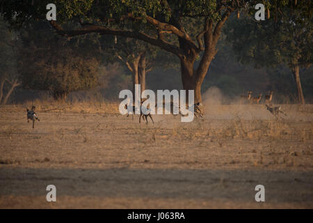 SOUTH LUANGWA, Sambia: Die unglaubliche Moment eine Packung von afrikanischen Wildhunden wandte sich an eine tödliche Hyäne angreifen, als sie versuchten, ihr Abendessen zu wildern hat eine spektakuläre Serie von Aufnahmen eingefangen. Atemberaubende Bilder und Videomaterial zeigt die 120 Pfund Hyäne verzweifelt entblößt seine Zähne, wie die Gruppe der Kampfhunde durch einen Baum umgeben. Andere Bilder zeigen die zwei Hyänen, während sie versuchen, die bösartigen Angriff abzuwehren. Eine weitere Aufnahme zeigt den Moment, eine Hyäne verwaltet, mit den Hunden heiß auf den Fersen zu entkommen. Die erstaunliche Bilder wurden in South Luangwa, Sambia Safari Guide Peter Geraerdts (47), Stockfoto