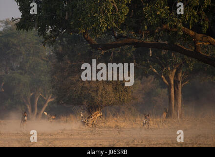 SOUTH LUANGWA, Sambia: Die unglaubliche Moment eine Packung von afrikanischen Wildhunden wandte sich an eine tödliche Hyäne angreifen, als sie versuchten, ihr Abendessen zu wildern hat eine spektakuläre Serie von Aufnahmen eingefangen. Atemberaubende Bilder und Videomaterial zeigt die 120 Pfund Hyäne verzweifelt entblößt seine Zähne, wie die Gruppe der Kampfhunde durch einen Baum umgeben. Andere Bilder zeigen die zwei Hyänen, während sie versuchen, die bösartigen Angriff abzuwehren. Eine weitere Aufnahme zeigt den Moment, eine Hyäne verwaltet, mit den Hunden heiß auf den Fersen zu entkommen. Die erstaunliche Bilder wurden in South Luangwa, Sambia Safari Guide Peter Geraerdts (47), Stockfoto