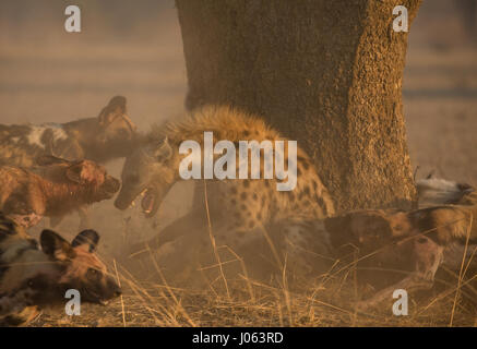 SOUTH LUANGWA, Sambia: Die unglaubliche Moment eine Packung von afrikanischen Wildhunden wandte sich an eine tödliche Hyäne angreifen, als sie versuchten, ihr Abendessen zu wildern hat eine spektakuläre Serie von Aufnahmen eingefangen. Atemberaubende Bilder und Videomaterial zeigt die 120 Pfund Hyäne verzweifelt entblößt seine Zähne, wie die Gruppe der Kampfhunde durch einen Baum umgeben. Andere Bilder zeigen die zwei Hyänen, während sie versuchen, die bösartigen Angriff abzuwehren. Eine weitere Aufnahme zeigt den Moment, eine Hyäne verwaltet, mit den Hunden heiß auf den Fersen zu entkommen. Die erstaunliche Bilder wurden in South Luangwa, Sambia Safari Guide Peter Geraerdts (47), Stockfoto