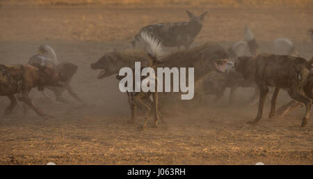 SOUTH LUANGWA, Sambia: Die unglaubliche Moment eine Packung von afrikanischen Wildhunden wandte sich an eine tödliche Hyäne angreifen, als sie versuchten, ihr Abendessen zu wildern hat eine spektakuläre Serie von Aufnahmen eingefangen. Atemberaubende Bilder und Videomaterial zeigt die 120 Pfund Hyäne verzweifelt entblößt seine Zähne, wie die Gruppe der Kampfhunde durch einen Baum umgeben. Andere Bilder zeigen die zwei Hyänen, während sie versuchen, die bösartigen Angriff abzuwehren. Eine weitere Aufnahme zeigt den Moment, eine Hyäne verwaltet, mit den Hunden heiß auf den Fersen zu entkommen. Die erstaunliche Bilder wurden in South Luangwa, Sambia Safari Guide Peter Geraerdts (47), Stockfoto