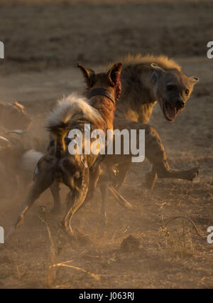 SOUTH LUANGWA, Sambia: Die unglaubliche Moment eine Packung von afrikanischen Wildhunden wandte sich an eine tödliche Hyäne angreifen, als sie versuchten, ihr Abendessen zu wildern hat eine spektakuläre Serie von Aufnahmen eingefangen. Atemberaubende Bilder und Videomaterial zeigt die 120 Pfund Hyäne verzweifelt entblößt seine Zähne, wie die Gruppe der Kampfhunde durch einen Baum umgeben. Andere Bilder zeigen die zwei Hyänen, während sie versuchen, die bösartigen Angriff abzuwehren. Eine weitere Aufnahme zeigt den Moment, eine Hyäne verwaltet, mit den Hunden heiß auf den Fersen zu entkommen. Die erstaunliche Bilder wurden in South Luangwa, Sambia Safari Guide Peter Geraerdts (47), Stockfoto