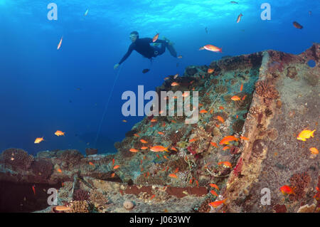 Eine Schule der Fische haben sich zu Hause unter den Trümmern. UNHEIMLICHE Unterwasser Bilder zeigen im Inneren das Wrack des gesunkenen britischen Weltkrieg zwei Schiff SS Thistlegorm am fünfundsiebzigsten Jahrestag von ihrem Untergang. Die Bilder zeigen die verrosteten Überreste der Handelsmarine der Schiffsfracht umfasst Motorräder, Armee-LKWas und ein Flugzeug-Propeller. Andere Bilder zeigen, wie Leben im Meer haben bewohnen das Wrack. Stockfoto