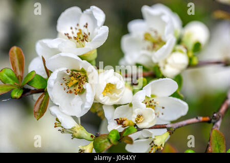 Chaenomeles speciosa nivalis, japanische Quitten blühen weiße Frühlingsblumen Stockfoto