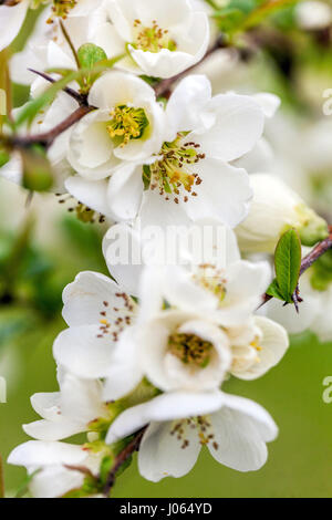 Chaenomeles Speciosa 'Nivalis', weißer Frühlingsblumen japanische Quitte Stockfoto