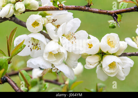 Chaenomeles nivalis weiße japanische Quitten-Blüte Stockfoto