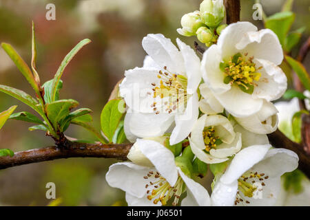 Chaenomeles speciosa nivalis weiße Frühlingsblumen der japanischen Quitte Stockfoto