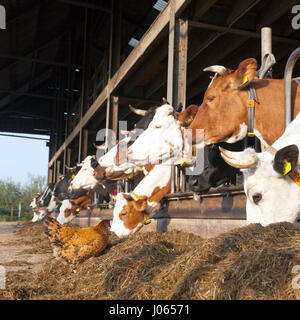 Huhn steht außerhalb Stall voller Kühe auf niederländischen Biohof in den Niederlanden füttern Stockfoto