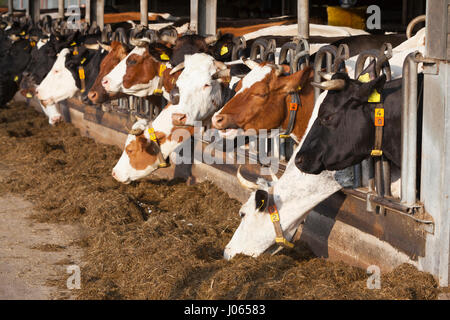 Zeile der Fütterung der Kühe im Offenstall auf niederländischen Bio-Bauernhof in den Niederlanden Stockfoto