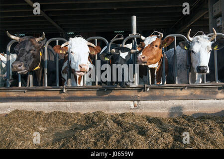 Reihe von schwarzen und roten Holstein Kühe, die Futtermittel in halb offenen Stall auf Bio-Bauernhof in den Niederlanden Stockfoto