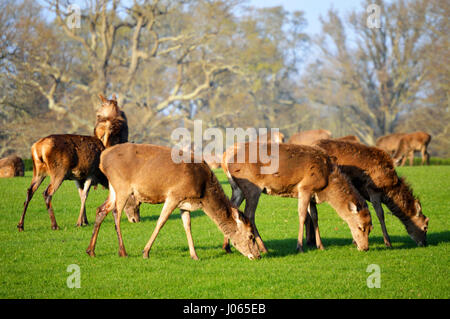 Herde Rotwild (Cervus elaphus) Beweidung in den New Forest, Hampshire, Großbritannien Stockfoto