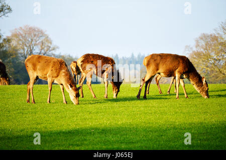 Herde Rotwild (Cervus elaphus) Beweidung in den New Forest, Hampshire, Großbritannien Stockfoto