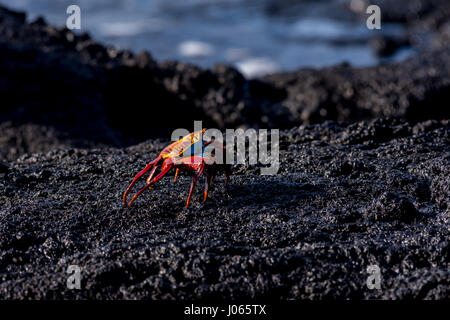 Ein brillant farbigen sally lightfoot crab (Grapsus grapsus) Spaziergänge durch das Lavagestein entlang der Küste in den Galapagos Inseln. Stockfoto