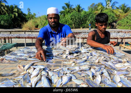 Arbeitnehmer, die Verarbeitung von Fisch getrocknet werden, Saint Martin, bekannt als Narikel Jinjira, ist es die einzige Koralleninsel der Bangladesh.Coxs Bazar, Banglades Stockfoto