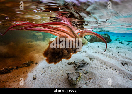 Octopus Tinte Raubtiere abzuschrecken die Freigabe. SPIELERISCHE Unterwasseraufnahmen einer frechen Krake Walzer tanzen durch die Wellen vor dem scheinbar verschwinden unter den Korallen wurden gefangen genommen. Dieser Meister der Tarnung scheint zu denken, dass er Versteckspiel mit der Kamera spielt, wie er in und aus der marine Leben webt. Andere seltsame und wunderbare Schnappschüsse zeigen die Krake seine 36-Zoll langen Gliedmaßen in einer Reihe von dramatischen Posen zeigen. Die spektakuläre Kreatur sieht man dann eine Wolke Tinte freizugeben und verschwindet vollständig. Stockfoto