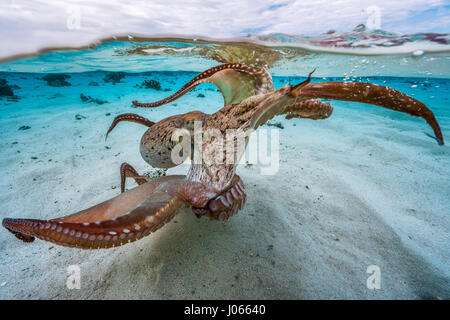Oktopus Formen unter Wasser ziehen. SPIELERISCHE Unterwasseraufnahmen einer frechen Krake Walzer tanzen durch die Wellen vor dem scheinbar verschwinden unter den Korallen wurden gefangen genommen. Dieser Meister der Tarnung scheint zu denken, dass er Versteckspiel mit der Kamera spielt, wie er in und aus der marine Leben webt. Andere seltsame und wunderbare Schnappschüsse zeigen die Krake seine 36-Zoll langen Gliedmaßen in einer Reihe von dramatischen Posen zeigen. Die spektakuläre Kreatur sieht man dann eine Wolke Tinte freizugeben und verschwindet vollständig. Stockfoto