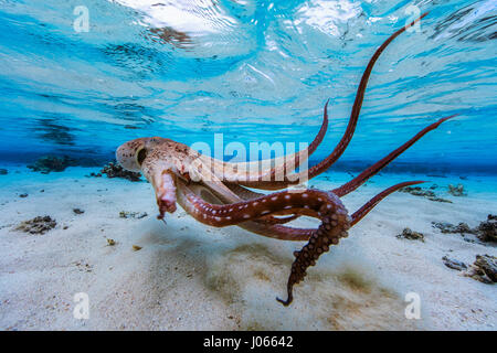 Oktopus Formen unter Wasser ziehen. SPIELERISCHE Unterwasseraufnahmen einer frechen Krake Walzer tanzen durch die Wellen vor dem scheinbar verschwinden unter den Korallen wurden gefangen genommen. Dieser Meister der Tarnung scheint zu denken, dass er Versteckspiel mit der Kamera spielt, wie er in und aus der marine Leben webt. Andere seltsame und wunderbare Schnappschüsse zeigen die Krake seine 36-Zoll langen Gliedmaßen in einer Reihe von dramatischen Posen zeigen. Die spektakuläre Kreatur sieht man dann eine Wolke Tinte freizugeben und verschwindet vollständig. Stockfoto