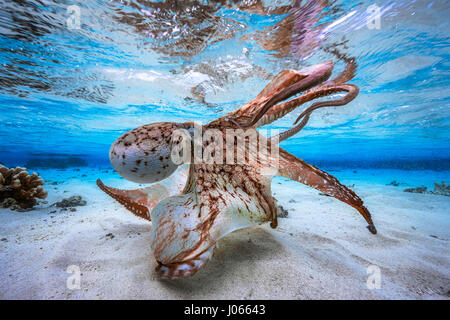Oktopus Formen unter Wasser ziehen. SPIELERISCHE Unterwasseraufnahmen einer frechen Krake Walzer tanzen durch die Wellen vor dem scheinbar verschwinden unter den Korallen wurden gefangen genommen. Dieser Meister der Tarnung scheint zu denken, dass er Versteckspiel mit der Kamera spielt, wie er in und aus der marine Leben webt. Andere seltsame und wunderbare Schnappschüsse zeigen die Krake seine 36-Zoll langen Gliedmaßen in einer Reihe von dramatischen Posen zeigen. Die spektakuläre Kreatur sieht man dann eine Wolke Tinte freizugeben und verschwindet vollständig. Stockfoto