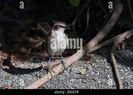 Galápagos-Spottdrossel (zählt Parvulus) stehen auf dem Boden auf Isabela Insel der Galapagos-Inseln, Ecuador. Stockfoto