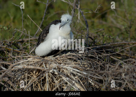 Eine herrliche Fregattvogels (Fregata magnificens) Baby in einem Nest auf North Seymour Island auf den Galapagos-Inseln Stockfoto