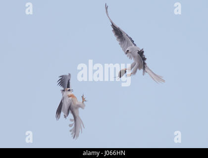 Zwei Seeadler Kites tauschen Beute. SPEKTAKULÄRE Action-Aufnahmen von zwei Seeadler Kites mit ihrer Mama zu jagen lernen wurden gefangen genommen. Diese atemberaubenden Bilder zeigen die Vögel anmutig durch die Luft gleiten, wie ihre Mutter sie trainiert. Eine weitere Aufnahme zeigt den Moment, wenn Mama die Jungvögel eine Wühlmaus zum Abendessen – alles innerhalb von Sekunden geht. Die atemberaubenden Bilder wurden von Thinh Bui (58), ein Ingenieur aus Fremont, USA während des Besuchs der Rancho San Antonio Preserve in Cupertino, Kalifornien. Die Aufnahmen wurden gefangen genommen, als die Vögel mehr als 80 Meter über dem Boden schwebte. Stockfoto