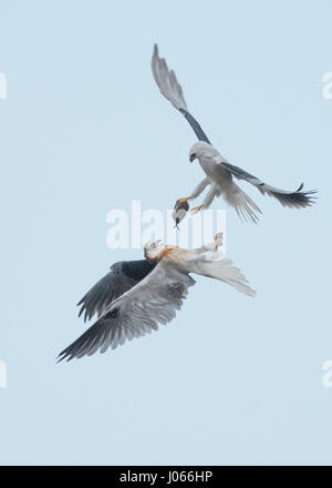 Zwei Seeadler Kites tauschen Beute. SPEKTAKULÄRE Action-Aufnahmen von zwei Seeadler Kites mit ihrer Mama zu jagen lernen wurden gefangen genommen. Diese atemberaubenden Bilder zeigen die Vögel anmutig durch die Luft gleiten, wie ihre Mutter sie trainiert. Eine weitere Aufnahme zeigt den Moment, wenn Mama die Jungvögel eine Wühlmaus zum Abendessen – alles innerhalb von Sekunden geht. Die atemberaubenden Bilder wurden von Thinh Bui (58), ein Ingenieur aus Fremont, USA während des Besuchs der Rancho San Antonio Preserve in Cupertino, Kalifornien. Die Aufnahmen wurden gefangen genommen, als die Vögel mehr als 80 Meter über dem Boden schwebte. Stockfoto