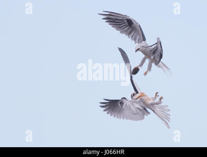 Zwei Seeadler Kites tauschen Beute. SPEKTAKULÄRE Action-Aufnahmen von zwei Seeadler Kites mit ihrer Mama zu jagen lernen wurden gefangen genommen. Diese atemberaubenden Bilder zeigen die Vögel anmutig durch die Luft gleiten, wie ihre Mutter sie trainiert. Eine weitere Aufnahme zeigt den Moment, wenn Mama die Jungvögel eine Wühlmaus zum Abendessen – alles innerhalb von Sekunden geht. Die atemberaubenden Bilder wurden von Thinh Bui (58), ein Ingenieur aus Fremont, USA während des Besuchs der Rancho San Antonio Preserve in Cupertino, Kalifornien. Die Aufnahmen wurden gefangen genommen, als die Vögel mehr als 80 Meter über dem Boden schwebte. Stockfoto