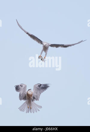 Zwei Seeadler Kites tauschen Beute. SPEKTAKULÄRE Action-Aufnahmen von zwei Seeadler Kites mit ihrer Mama zu jagen lernen wurden gefangen genommen. Diese atemberaubenden Bilder zeigen die Vögel anmutig durch die Luft gleiten, wie ihre Mutter sie trainiert. Eine weitere Aufnahme zeigt den Moment, wenn Mama die Jungvögel eine Wühlmaus zum Abendessen – alles innerhalb von Sekunden geht. Die atemberaubenden Bilder wurden von Thinh Bui (58), ein Ingenieur aus Fremont, USA während des Besuchs der Rancho San Antonio Preserve in Cupertino, Kalifornien. Die Aufnahmen wurden gefangen genommen, als die Vögel mehr als 80 Meter über dem Boden schwebte. Stockfoto