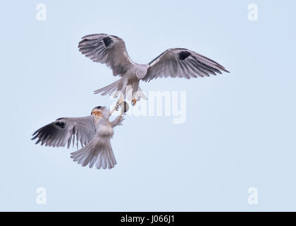 Zwei Seeadler Kites tauschen Beute. SPEKTAKULÄRE Action-Aufnahmen von zwei Seeadler Kites mit ihrer Mama zu jagen lernen wurden gefangen genommen. Diese atemberaubenden Bilder zeigen die Vögel anmutig durch die Luft gleiten, wie ihre Mutter sie trainiert. Eine weitere Aufnahme zeigt den Moment, wenn Mama die Jungvögel eine Wühlmaus zum Abendessen – alles innerhalb von Sekunden geht. Die atemberaubenden Bilder wurden von Thinh Bui (58), ein Ingenieur aus Fremont, USA während des Besuchs der Rancho San Antonio Preserve in Cupertino, Kalifornien. Die Aufnahmen wurden gefangen genommen, als die Vögel mehr als 80 Meter über dem Boden schwebte. Stockfoto