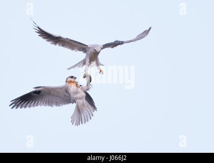Zwei Seeadler Kites tauschen Beute. SPEKTAKULÄRE Action-Aufnahmen von zwei Seeadler Kites mit ihrer Mama zu jagen lernen wurden gefangen genommen. Diese atemberaubenden Bilder zeigen die Vögel anmutig durch die Luft gleiten, wie ihre Mutter sie trainiert. Eine weitere Aufnahme zeigt den Moment, wenn Mama die Jungvögel eine Wühlmaus zum Abendessen – alles innerhalb von Sekunden geht. Die atemberaubenden Bilder wurden von Thinh Bui (58), ein Ingenieur aus Fremont, USA während des Besuchs der Rancho San Antonio Preserve in Cupertino, Kalifornien. Die Aufnahmen wurden gefangen genommen, als die Vögel mehr als 80 Meter über dem Boden schwebte. Stockfoto