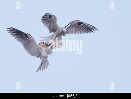 Zwei Seeadler Kites tauschen Beute. SPEKTAKULÄRE Action-Aufnahmen von zwei Seeadler Kites mit ihrer Mama zu jagen lernen wurden gefangen genommen. Diese atemberaubenden Bilder zeigen die Vögel anmutig durch die Luft gleiten, wie ihre Mutter sie trainiert. Eine weitere Aufnahme zeigt den Moment, wenn Mama die Jungvögel eine Wühlmaus zum Abendessen – alles innerhalb von Sekunden geht. Die atemberaubenden Bilder wurden von Thinh Bui (58), ein Ingenieur aus Fremont, USA während des Besuchs der Rancho San Antonio Preserve in Cupertino, Kalifornien. Die Aufnahmen wurden gefangen genommen, als die Vögel mehr als 80 Meter über dem Boden schwebte. Stockfoto