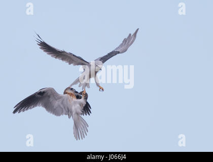 Zwei Seeadler Kites tauschen Beute. SPEKTAKULÄRE Action-Aufnahmen von zwei Seeadler Kites mit ihrer Mama zu jagen lernen wurden gefangen genommen. Diese atemberaubenden Bilder zeigen die Vögel anmutig durch die Luft gleiten, wie ihre Mutter sie trainiert. Eine weitere Aufnahme zeigt den Moment, wenn Mama die Jungvögel eine Wühlmaus zum Abendessen – alles innerhalb von Sekunden geht. Die atemberaubenden Bilder wurden von Thinh Bui (58), ein Ingenieur aus Fremont, USA während des Besuchs der Rancho San Antonio Preserve in Cupertino, Kalifornien. Die Aufnahmen wurden gefangen genommen, als die Vögel mehr als 80 Meter über dem Boden schwebte. Stockfoto