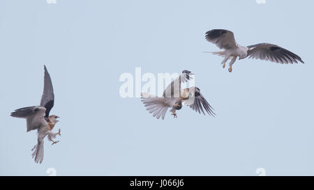 Eine Vogelmutter lehrt ihre Nachkommen zu jagen. SPEKTAKULÄRE Action-Aufnahmen von zwei Seeadler Kites mit ihrer Mama zu jagen lernen wurden gefangen genommen. Diese atemberaubenden Bilder zeigen die Vögel anmutig durch die Luft gleiten, wie ihre Mutter sie trainiert. Eine weitere Aufnahme zeigt den Moment, wenn Mama die Jungvögel eine Wühlmaus zum Abendessen – alles innerhalb von Sekunden geht. Die atemberaubenden Bilder wurden von Thinh Bui (58), ein Ingenieur aus Fremont, USA während des Besuchs der Rancho San Antonio Preserve in Cupertino, Kalifornien. Die Aufnahmen wurden gefangen genommen, als die Vögel mehr als 80 Meter über dem Boden schwebte. Stockfoto
